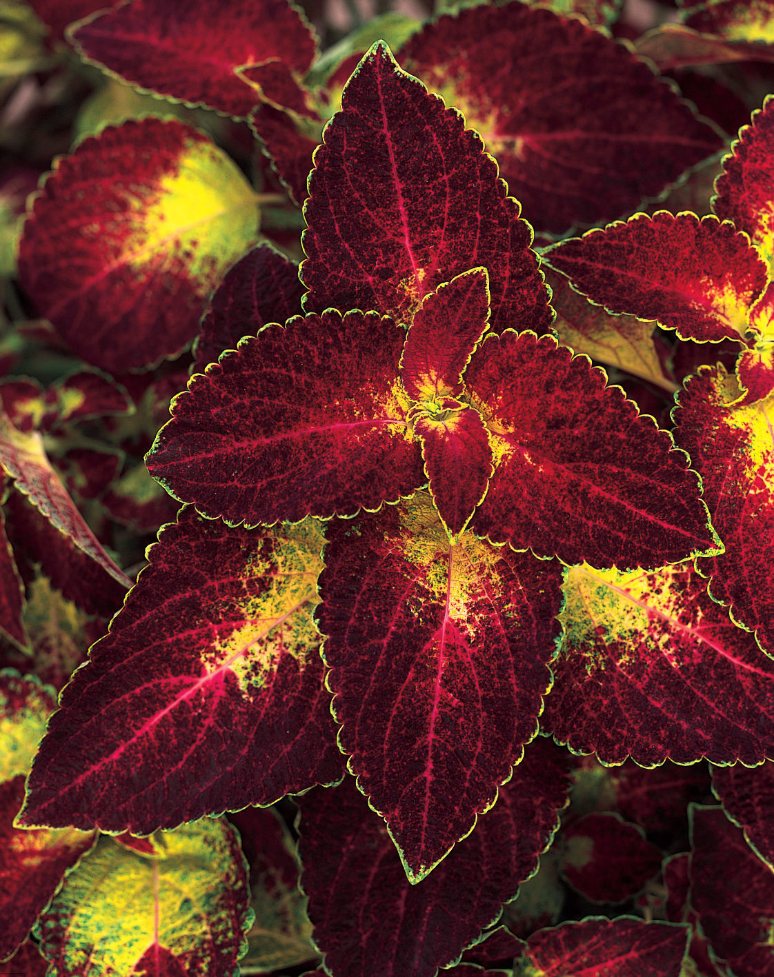 Coleus_ColorBlazeDiptInWine-ProvenWinners.jpg
